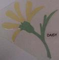 daisy