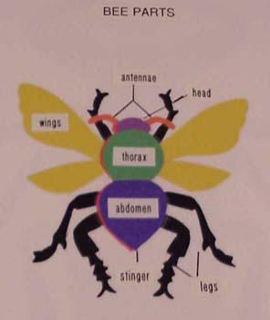 beepartsXL.jpg