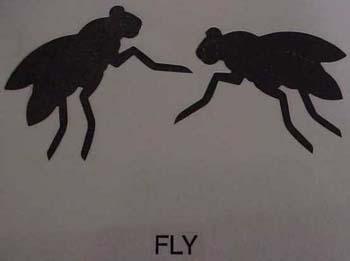 fly.jpg