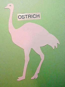 ostrich.jpg