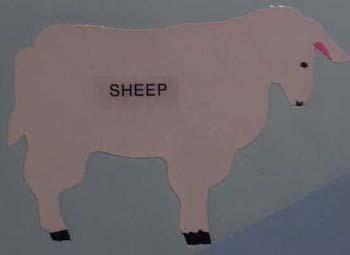 sheep.jpg