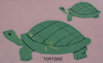 tortoise.jpg