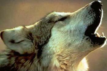 wolfhowl.jpg