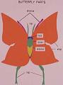 butterflypartsXL