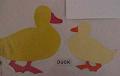 duck