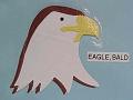 eaglebald