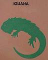 iguana
