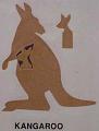 kangaroo