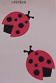 ladybug
