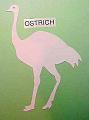 ostrich