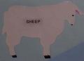 sheep