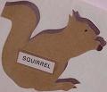 squirrel