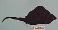 stingray