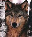 timber5