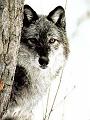 wolftree