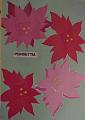poinsettia