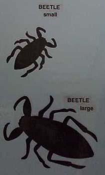 beetle.jpg