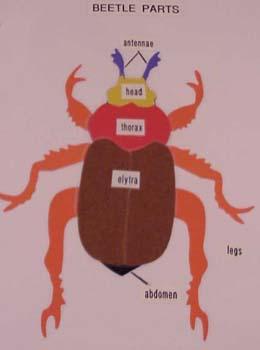 beetleparts.jpg