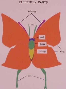 butterflypartsXL.jpg