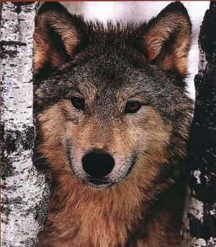 timber5.jpg