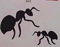ant