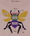 beepartsXL