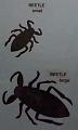 beetle
