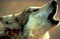 wolfhowl