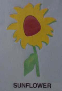 sunflower.jpg