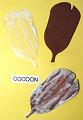 cocoon
