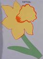 daffodilXL