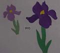 iris