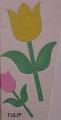 tulip