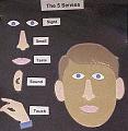 senses5