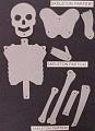 skeletonparts